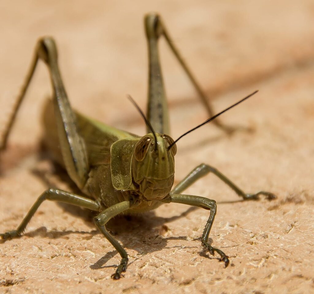 Las Vegas' Invasion Is So Big You Can See It on Radar