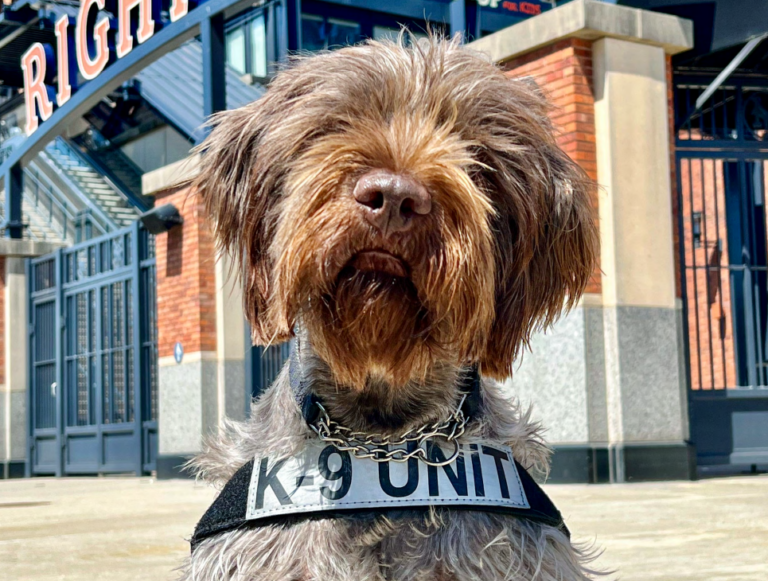 Hstoday TSA Releases Annual Detection Canine Calendar HS Today