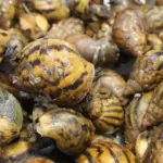 CBP Intercepts 90 Giant Snails That Were Going to Be Eaten at Detroit Metro