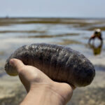 CBP Finds Sea Cucumber Smuggled in the U.S.