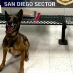 U.S. Border Patrol San Diego Sector Seizes Two Major Drug Loads on Interstate 5 in Less Than Twelve Hours