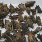 CBP Agriculture Specialists in Louisville Intercept Shipment of Dead Bats and Birds